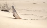 Weired_N_4a_sand
